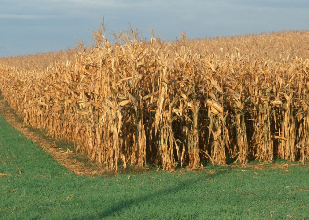#38. Maryland